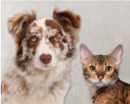 Pets Allowed Dog Grooming, Lodgin & Training
